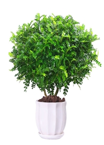 想租实惠盆景?北仑这里有超划算的选择等你><div class=